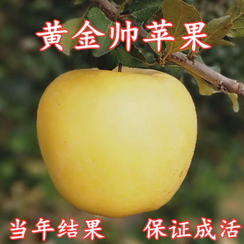 黄金帅苹果维纳斯黄金苹果苗苹果树苗嫁接地栽盆栽南方北方当