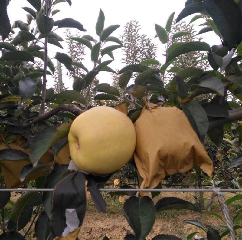 黄金帅苹果维纳斯黄金苹果苗苹果树苗嫁接地栽盆栽南方北方当