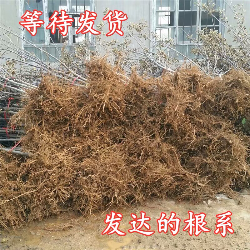 黄金帅苹果维纳斯黄金苹果苗苹果树苗嫁接地栽盆栽南方北方当