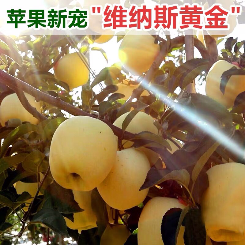 黄金帅苹果维纳斯黄金苹果苗苹果树苗嫁接地栽盆栽南方北方当