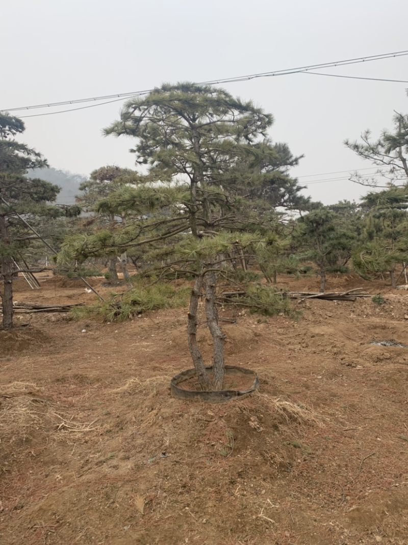 造型油松