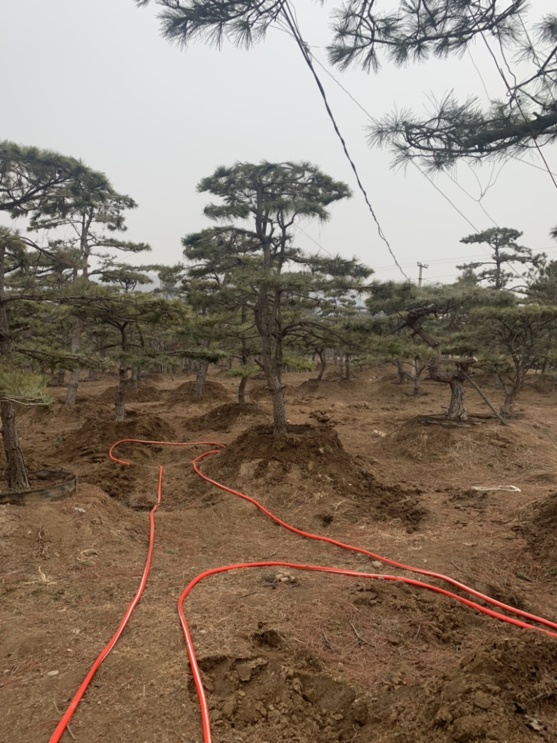 造型油松