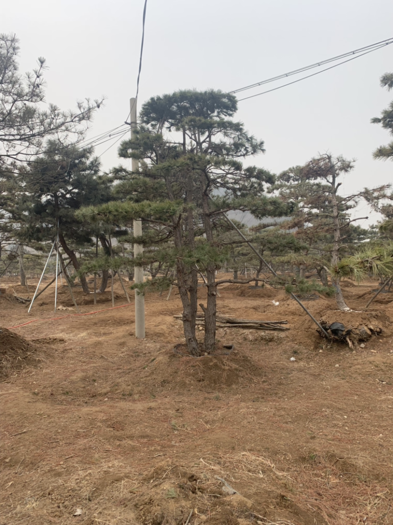 造型油松