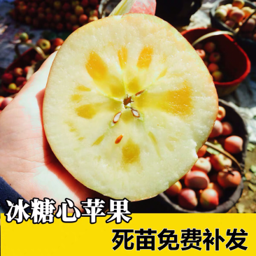 新疆阿克苏冰糖心苹果苗嫁接苗冰糖心红富士果树苗当年结果