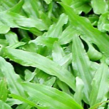 大叶油草。兰引三号，台湾草