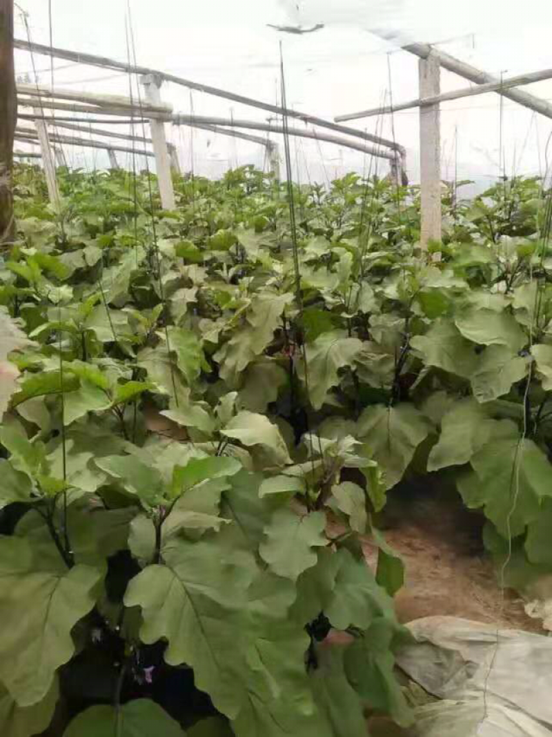 紫光园茄产地直销，一条龙服务