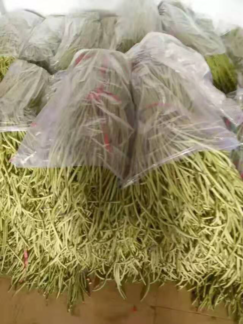 豆角大量上市，产地直销，