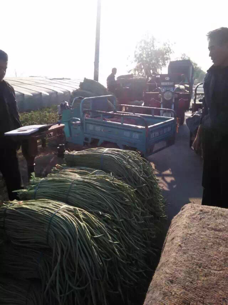 豆角大量上市，产地直销，