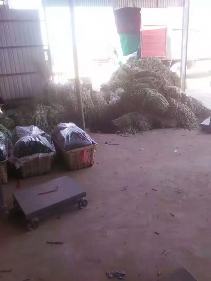 豆角大量上市，产地直销，