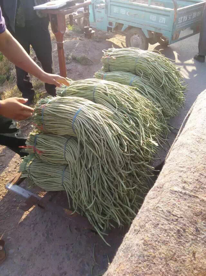 豆角大量上市，产地直销，