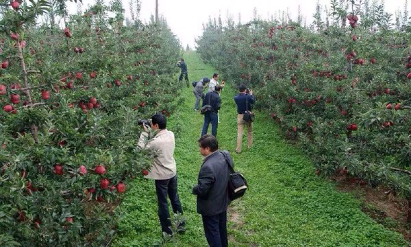果树苗批发花牛苹果苗嫁接苹果树苗当年结果南方北方种植