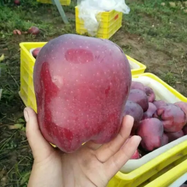 果树苗批发花牛苹果苗嫁接苹果树苗当年结果南方北方种植