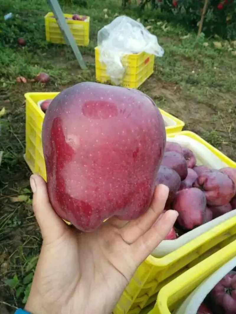 果树苗批发花牛苹果苗嫁接苹果树苗当年结果南方北方种植