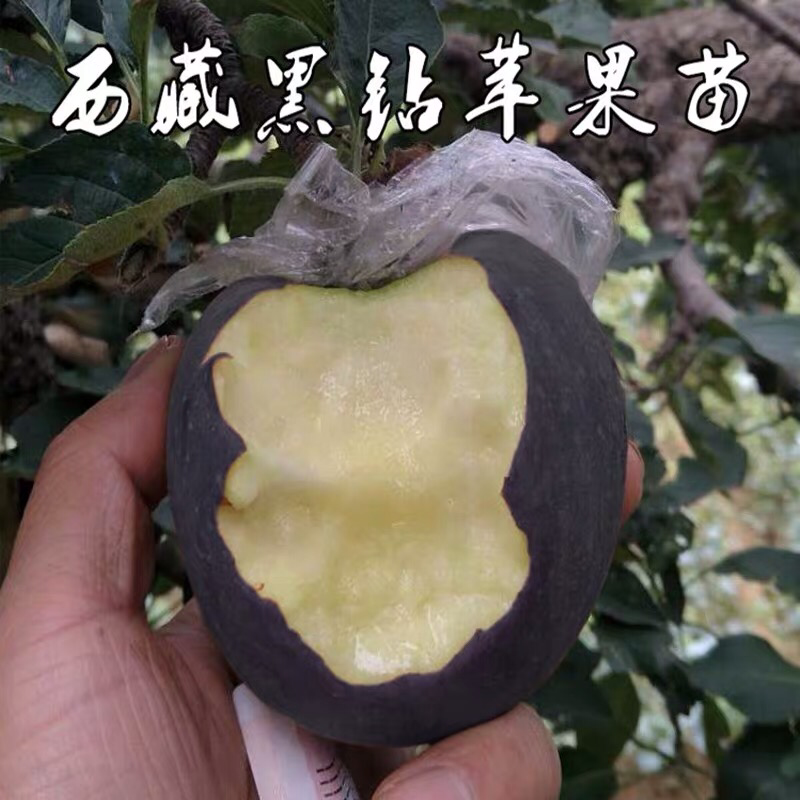 黑钻苹果树苗，苹果中的黑王子，嫁接苗，包活包品种