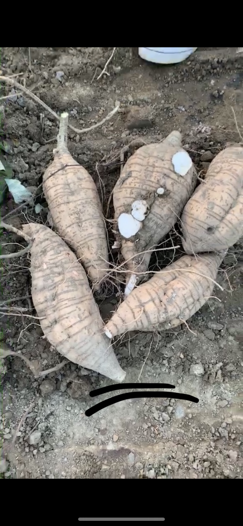 葛根种苗，粉葛种苗，粉葛，广西粉葛，藤县粉葛，桂葛