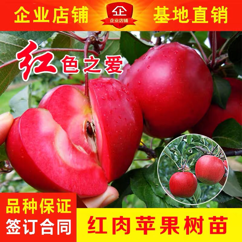 红肉苹果苗树瑞士红肉苹果树苗红色之爱地栽盆栽南方北方种植