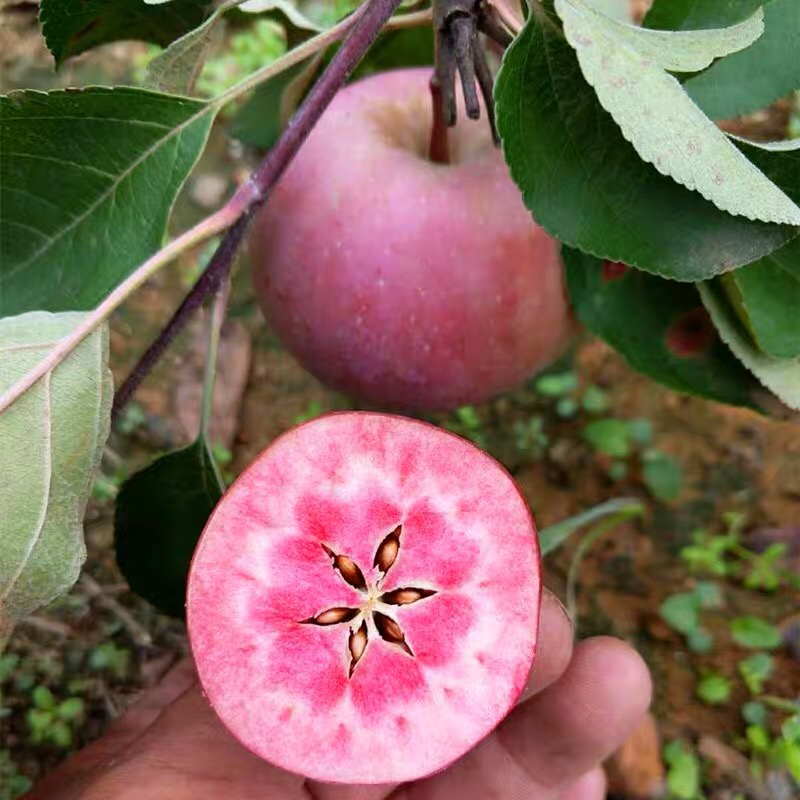 红肉苹果苗树瑞士红肉苹果树苗红色之爱地栽盆栽南方北方种植