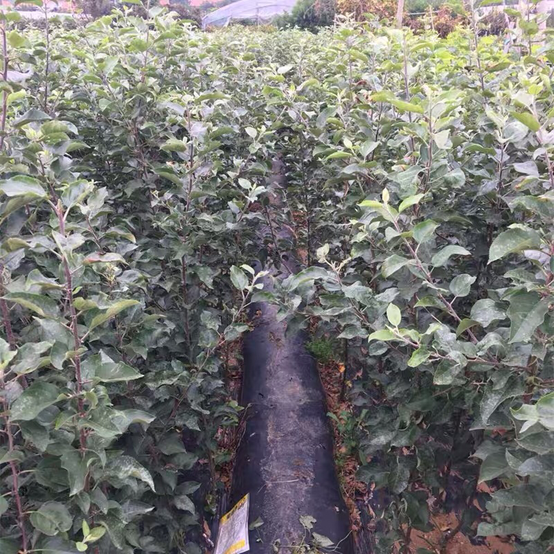 红肉苹果苗树瑞士红肉苹果树苗红色之爱地栽盆栽南方北方种植