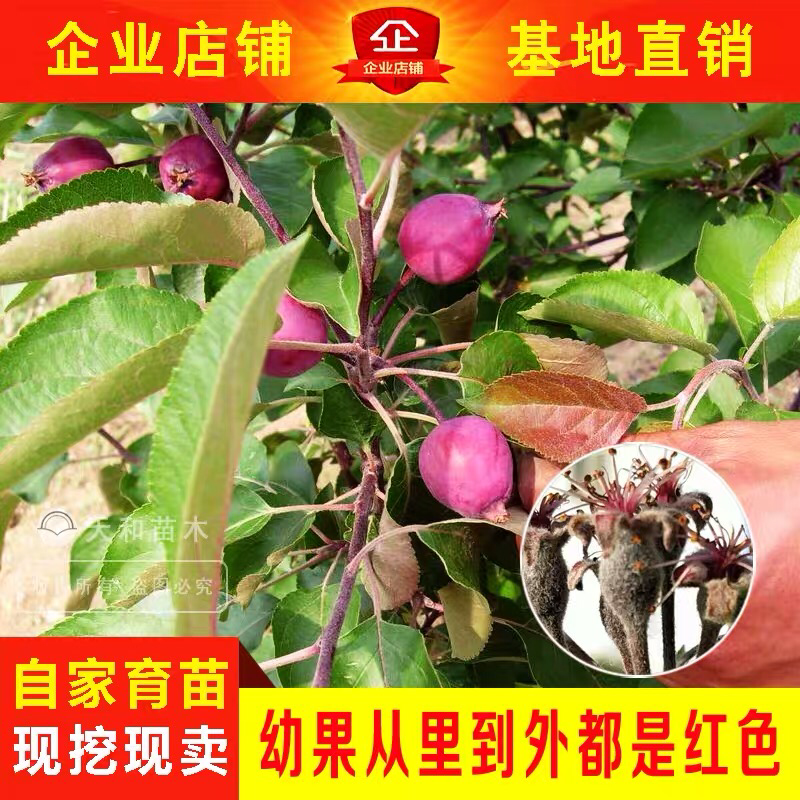红肉苹果苗树瑞士红肉苹果树苗红色之爱地栽盆栽南方北方种植