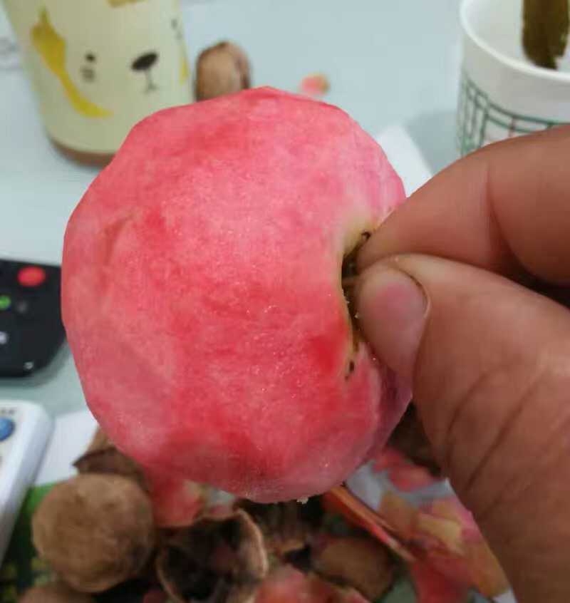 红肉苹果苗树瑞士红肉苹果树苗红色之爱地栽盆栽南方北方种植