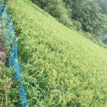 稻花香大米