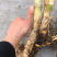 芦竹一绿洲一号巨菌草原种苗，绿化，药材，牧草
