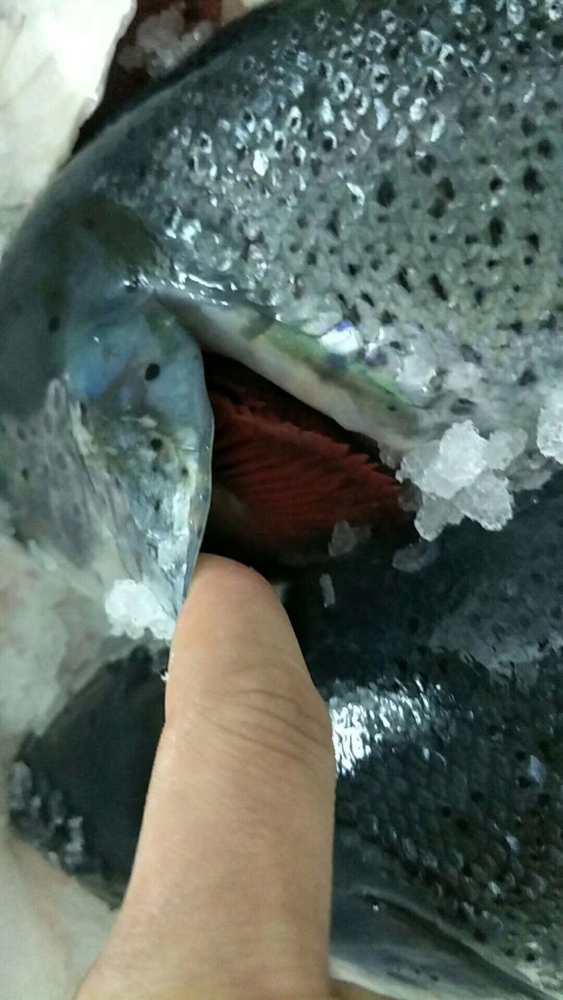 挪威，法罗，智利进口三文鱼