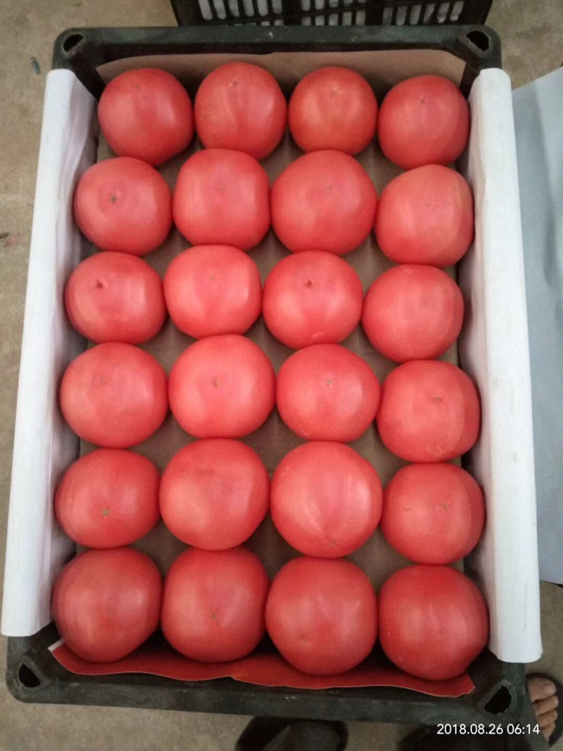 精品西红柿🍅👍精品硬粉，耐运输，弧三以上★价位便宜
