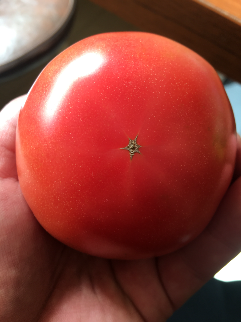 精品西红柿🍅👍精品硬粉，耐运输，弧三以上★价位便宜