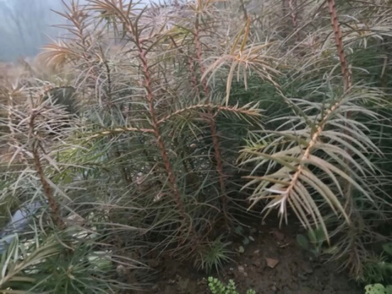 杉树苗长势良好根系发达成活率高