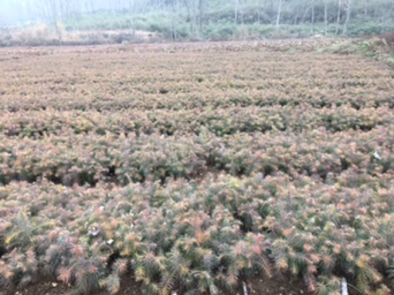 杉树苗长势良好根系发达成活率高