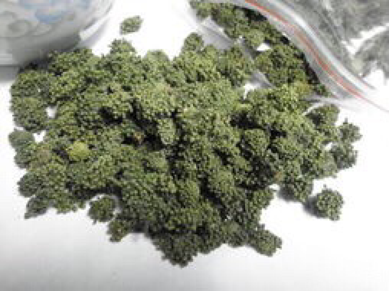 三七花