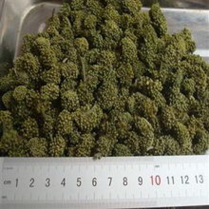 三七花