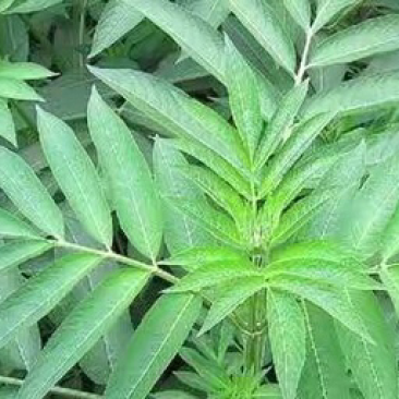 接骨草