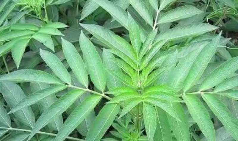 接骨草