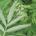 接骨草