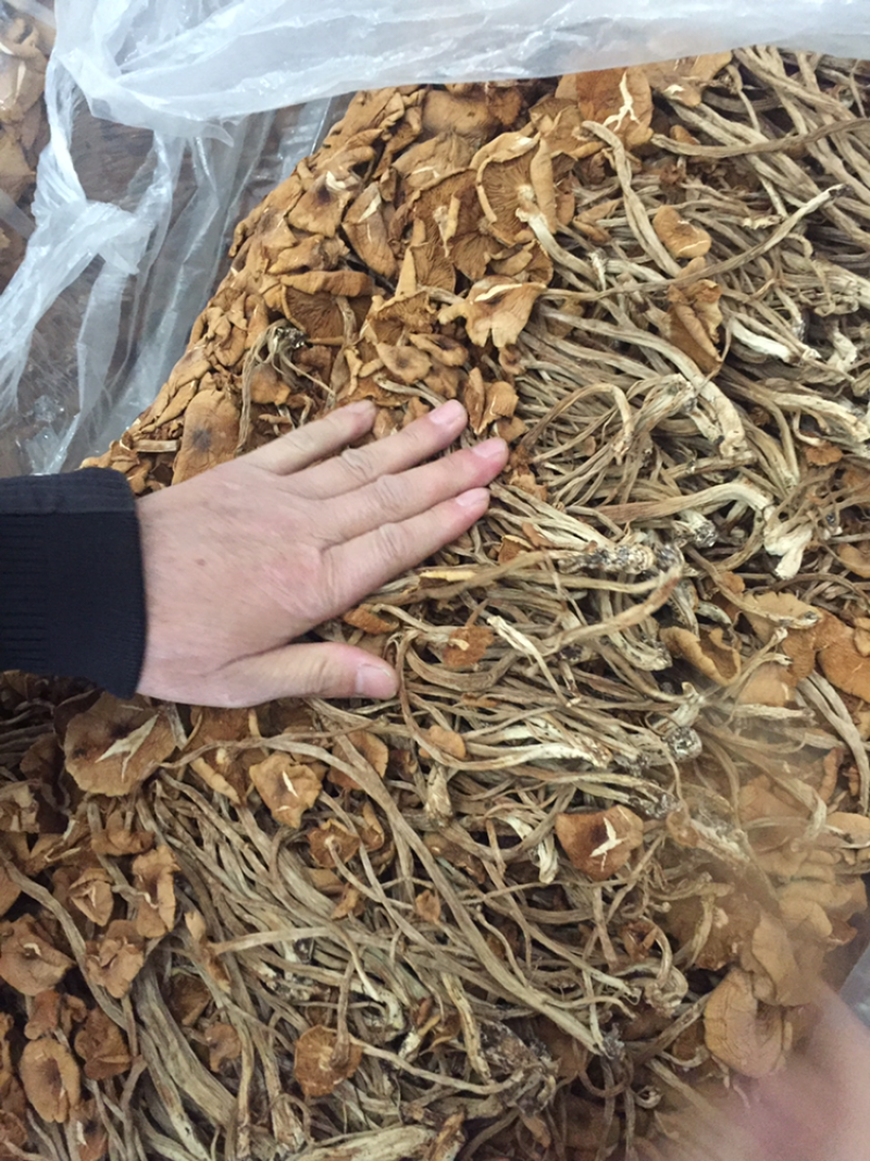 白茶树菇10cm