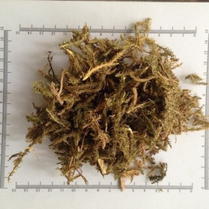 伸筋草