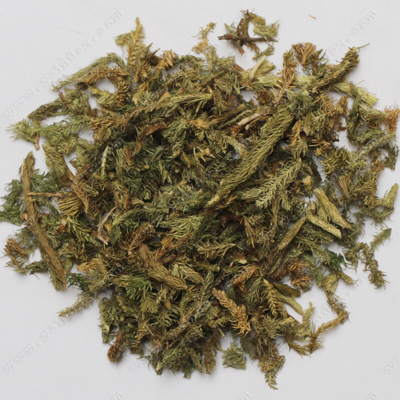 伸筋草