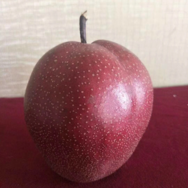 全红梨