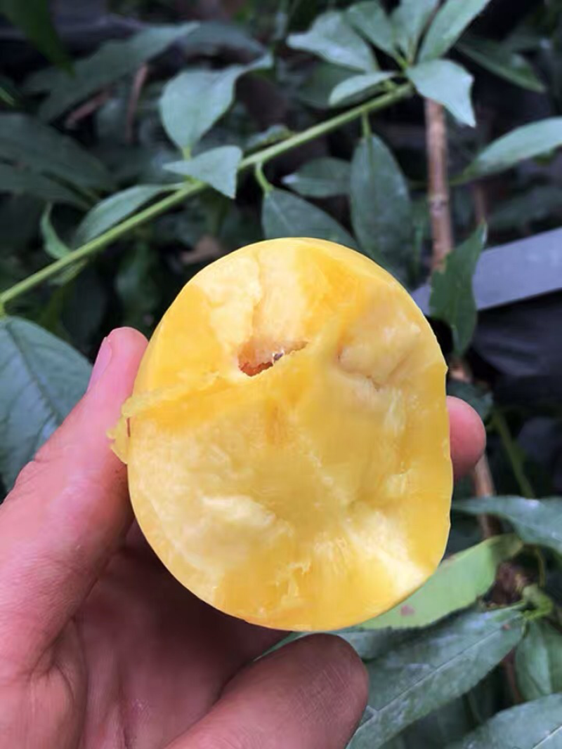 仲秋黄金脆桃苗嫁接桃树苗黄金脆桃树苗当年结果黄桃苗