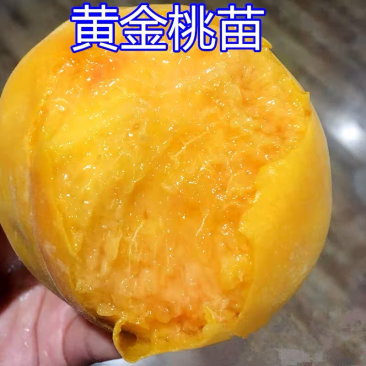 仲秋黄金脆桃苗嫁接桃树苗黄金脆桃树苗当年结果黄桃苗