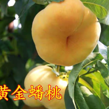 嫁接桃树苗黄金蟠桃树苗黄蟠桃苗黄桃苗
