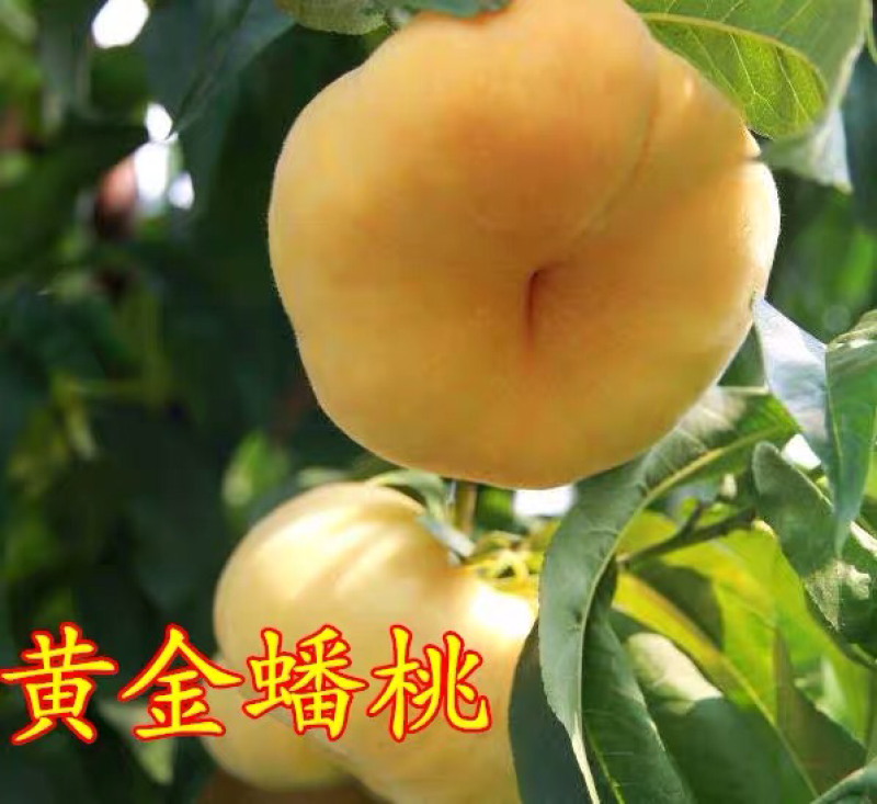嫁接桃树苗黄金蟠桃树苗黄蟠桃苗黄桃苗