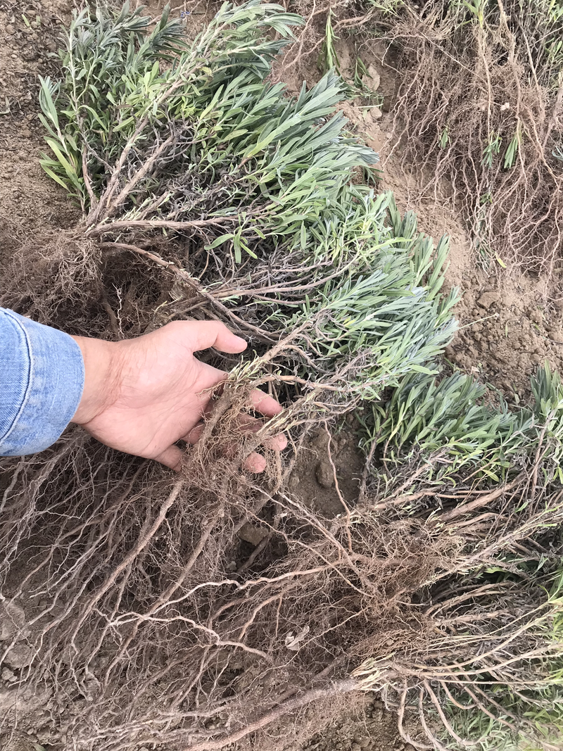 新疆优质观赏景观薰衣草苗扦插苗保障纯度种植指导