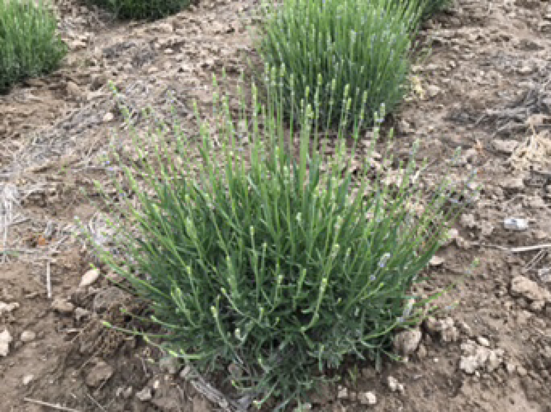 新疆优质观赏景观薰衣草苗扦插苗保障纯度种植指导