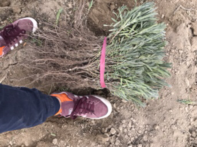 新疆优质观赏景观薰衣草苗扦插苗保障纯度种植指导