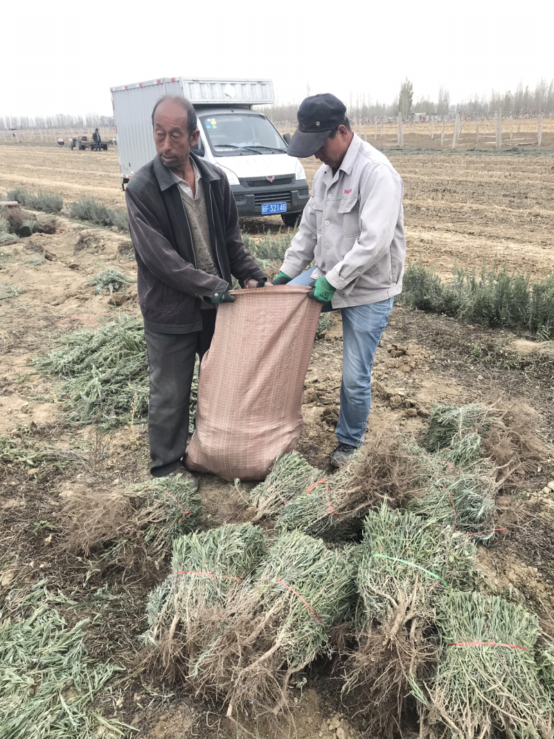 新疆优质观赏景观薰衣草苗扦插苗保障纯度种植指导