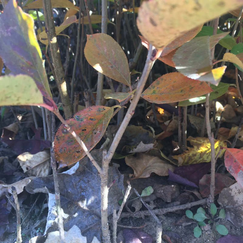 供应梓树百花花楸红果花楸黑果花楸不老莓