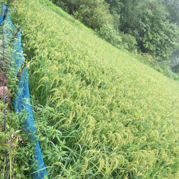 东北稻花香大米
